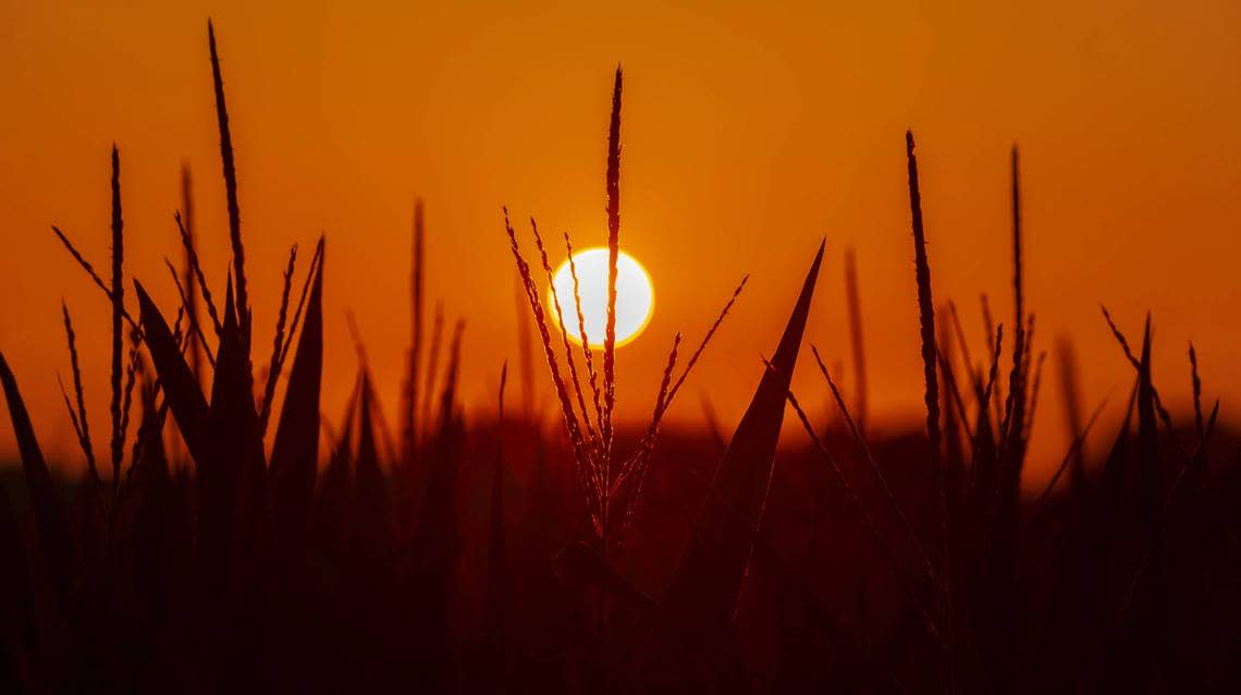 The sun sets on a field of corn on July 19 in Carbondale.