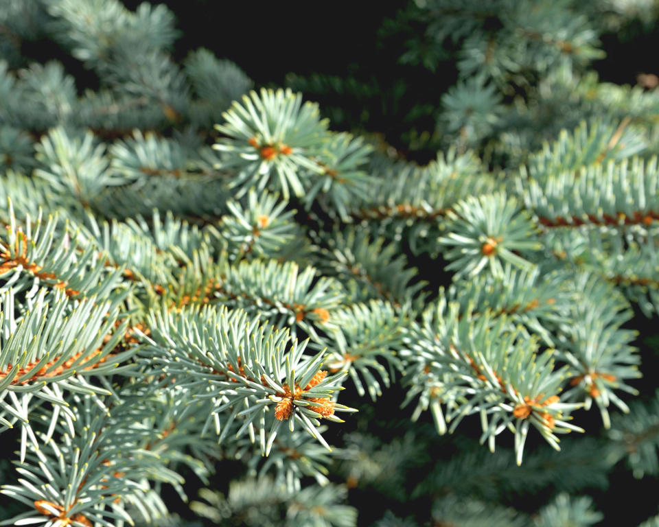 9. COLORADO BLUE SPRUCE