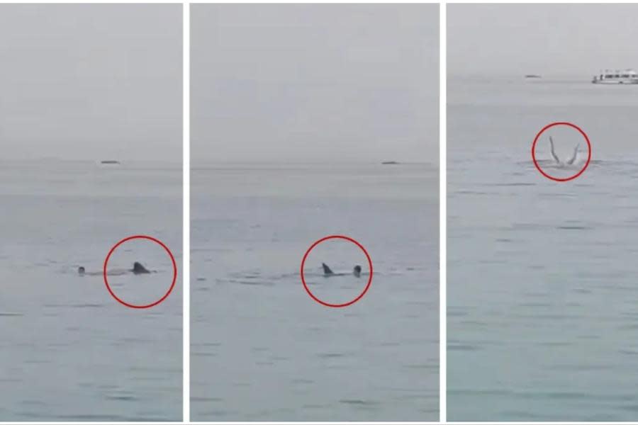 ¡Fuertes imágenes! Tiburón devora a turista ruso 