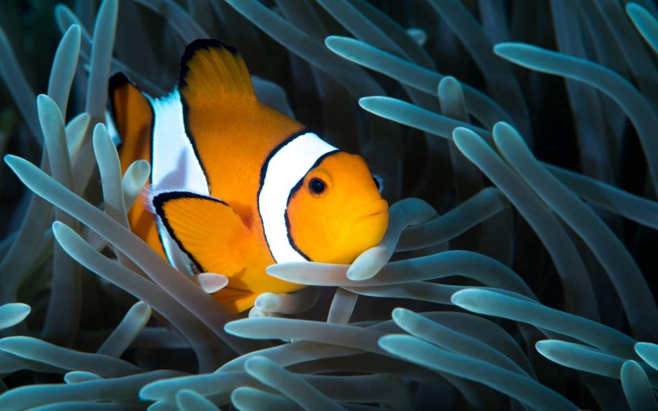 clownfish - Getty