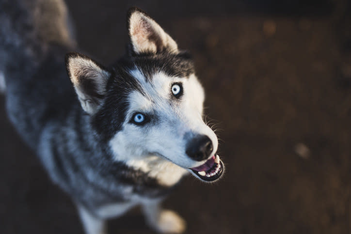 The prehistoric dog was about the size of a shepherd dog, with a wide but short snout and a wider brain case than a wolf.