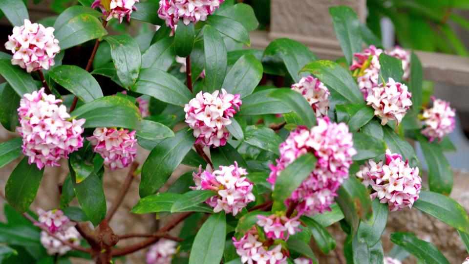 daphne odona, also called japan daphne and daphne indica and native to japan and china, is a compact evergreen shrub with dark green leaves and terminal umbels of very fragrant, reddish purple, yellow or white flowers from late winter to early spring, often followed by colorful berries