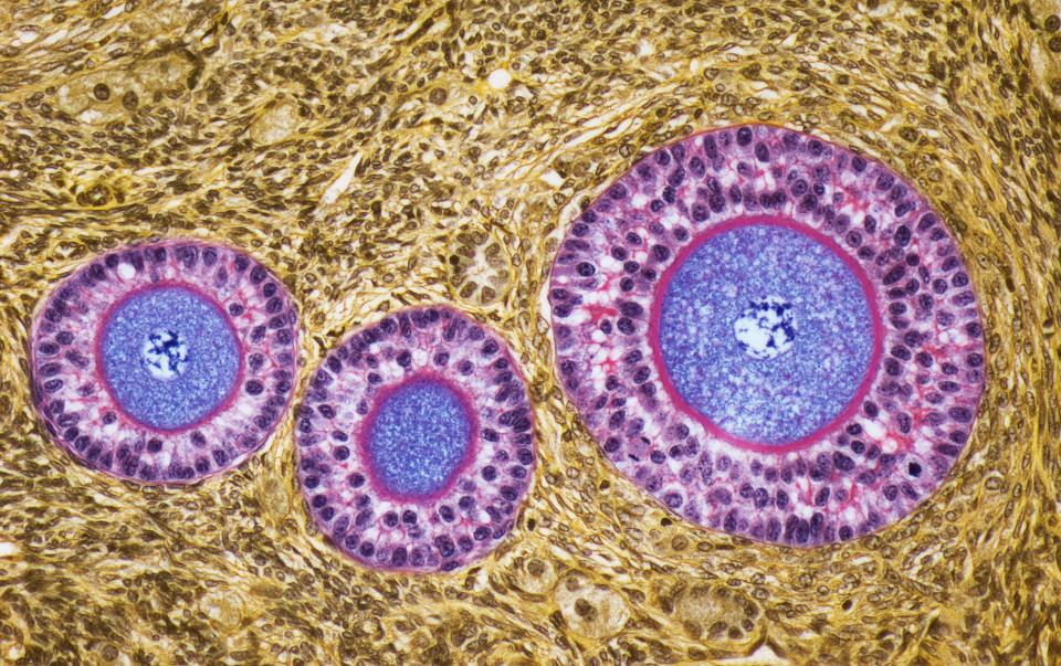 Ovarian tissue could be key to delaying menopause. (Image via Getty Images)