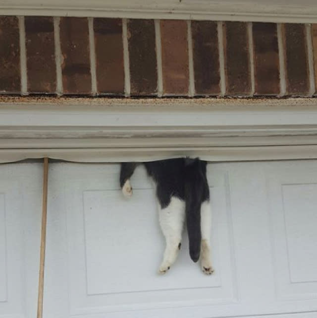 Cat stuck between garage door and wall somehow survives