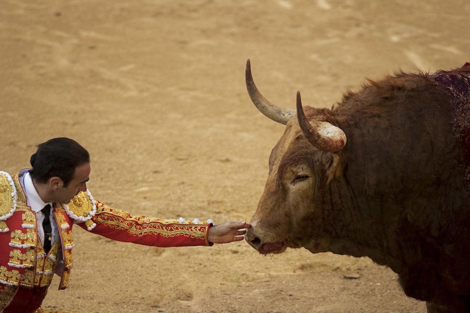 Der spanische Torero Enrique Ponce berührt einen Stier, nachdem er ihn mit einem Schwert verwundet hat. In Madrid findet derzeit das San Isidro Stierkampf-Festival statt. (AP Photo/Daniel Ochoa de Olza)