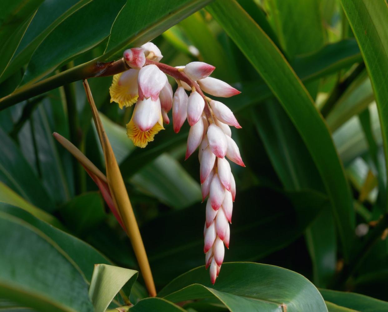 shell ginger blossom