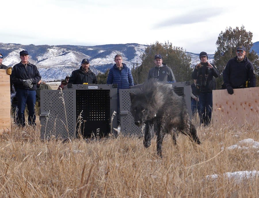 A wolf runs from a cage as a group of men stand by