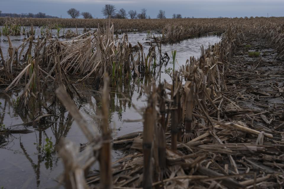 Water following a rain event stands in a corn field, Tuesday, April 9, 2024, in Sabina, Ohio. (AP Photo/Joshua A. Bickel)