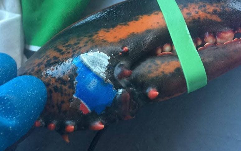 A lobster was found with a Pepsi logo 'tattoo' on its claw - Karissa Lindstrand