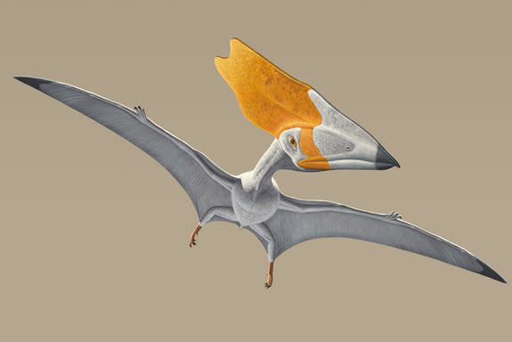 <i>Thalassodromeus sethi</i> had a crest three times larger than the entire rest of its skull, when seen from the side. Indeed, it had the largest crest of any known vertebrate. This large pterosaur species, with a wingspan of 14 feet, lived ar