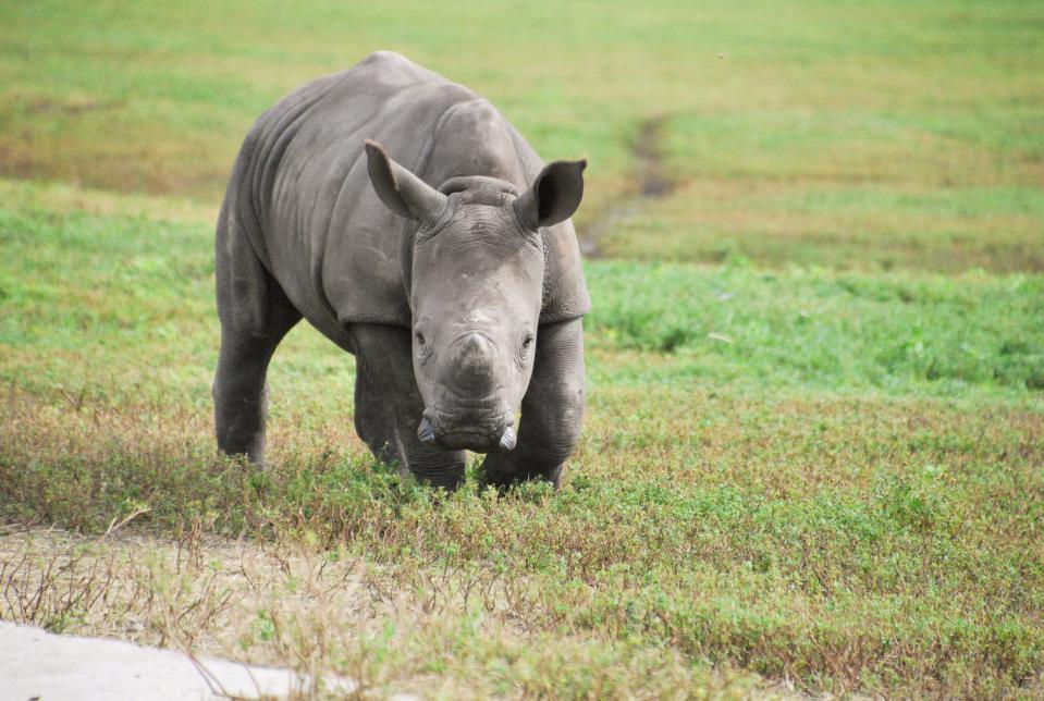 Alissa, a southern white rhino, was born last year at Lion Country Safari and staff named her after Lissa, a rhino that beat a rare horn cancer.
