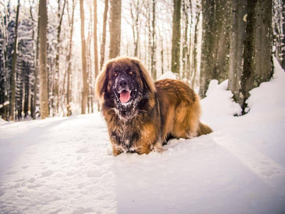 leonberger