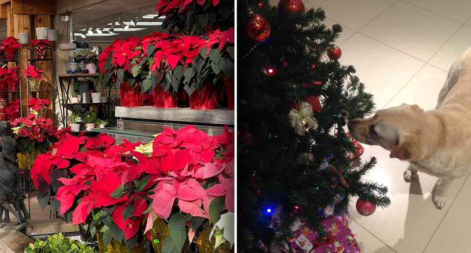 A display of poinsettias (left) which can be toxic to pets; and (right) a dog under a Christmas tree. Source: Getty (File)