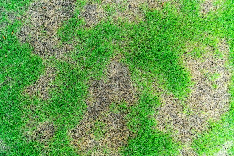 It can be tricky to find the root of the problem as brown or yellow grass could be caused by a number of factors -Credit:Getty Images/iStockphoto
