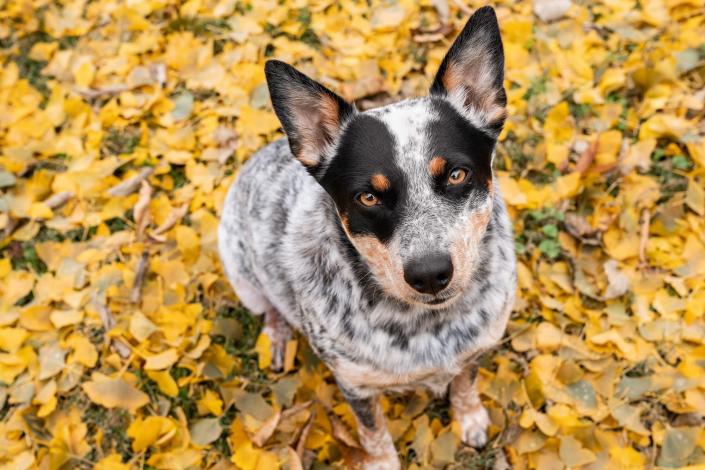 what age do blue heelers ears stand up