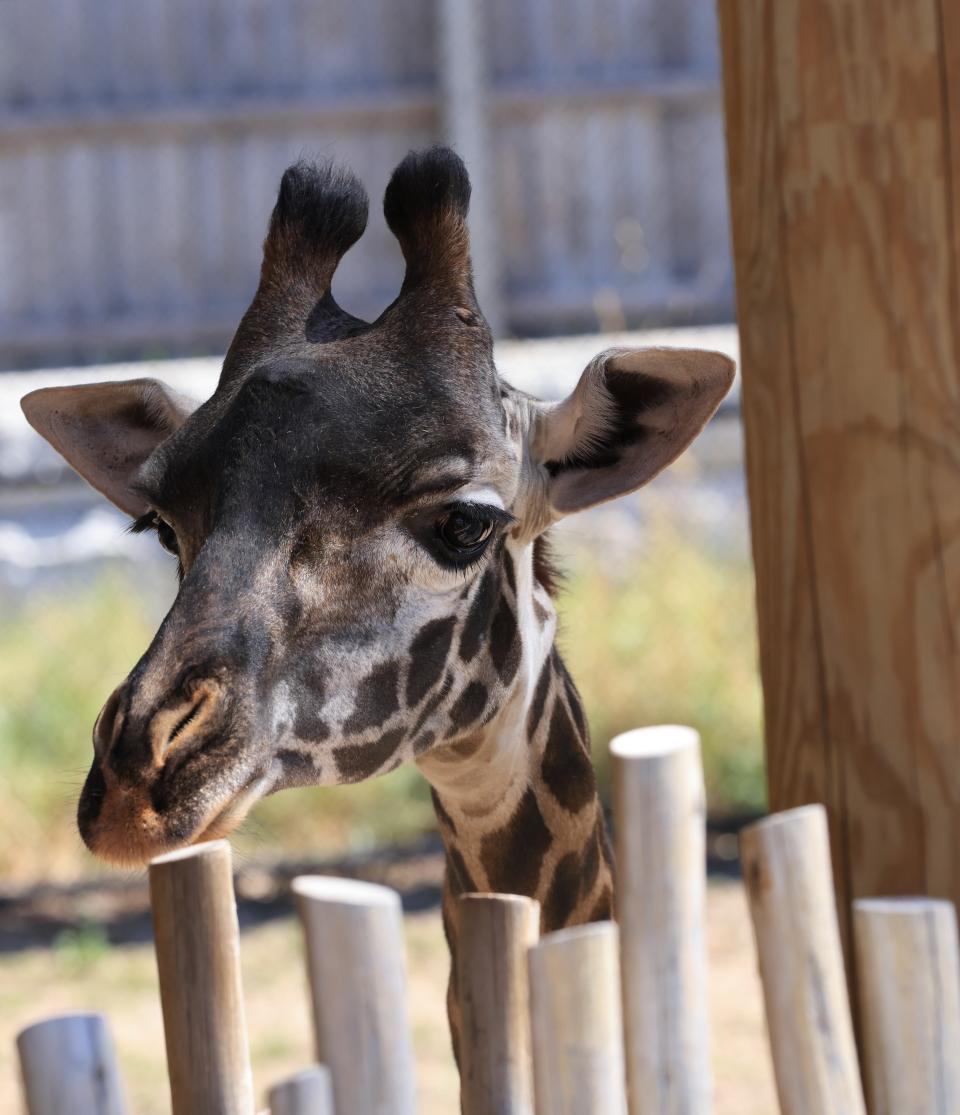 Starting Friday, May 24, visitors to Seneca Park Zoo will be able to hand-feed the the zoo's Masai giraffes, including Kipenzi, who has a cancerous tumor on her jaw.