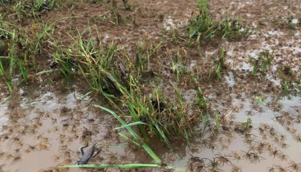 Spiders seen escaping flooded ground. 