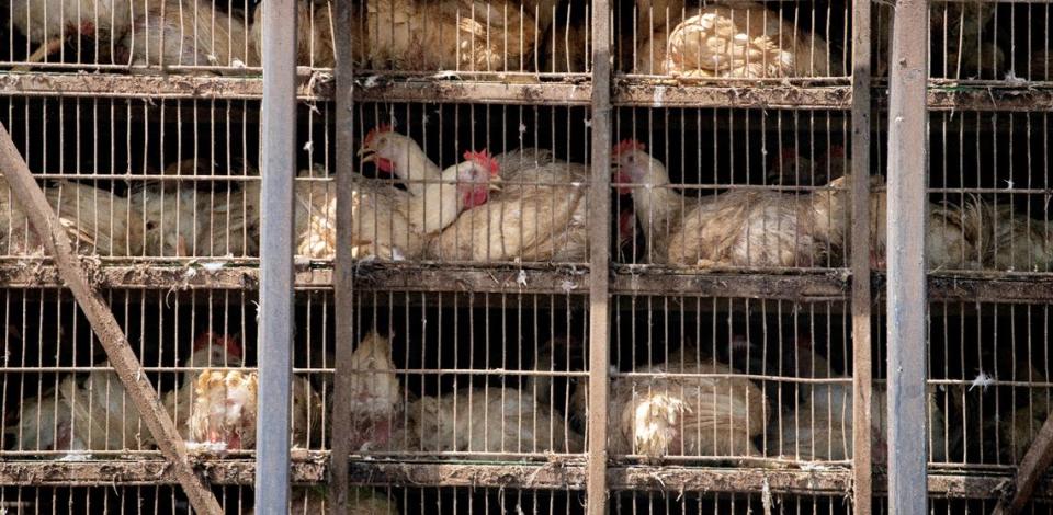 Chickens are transported in cages shortly after being loaded at a Robeson County farm. The birds were on their way to the Mountaire processing plant in Lumber Bridge.