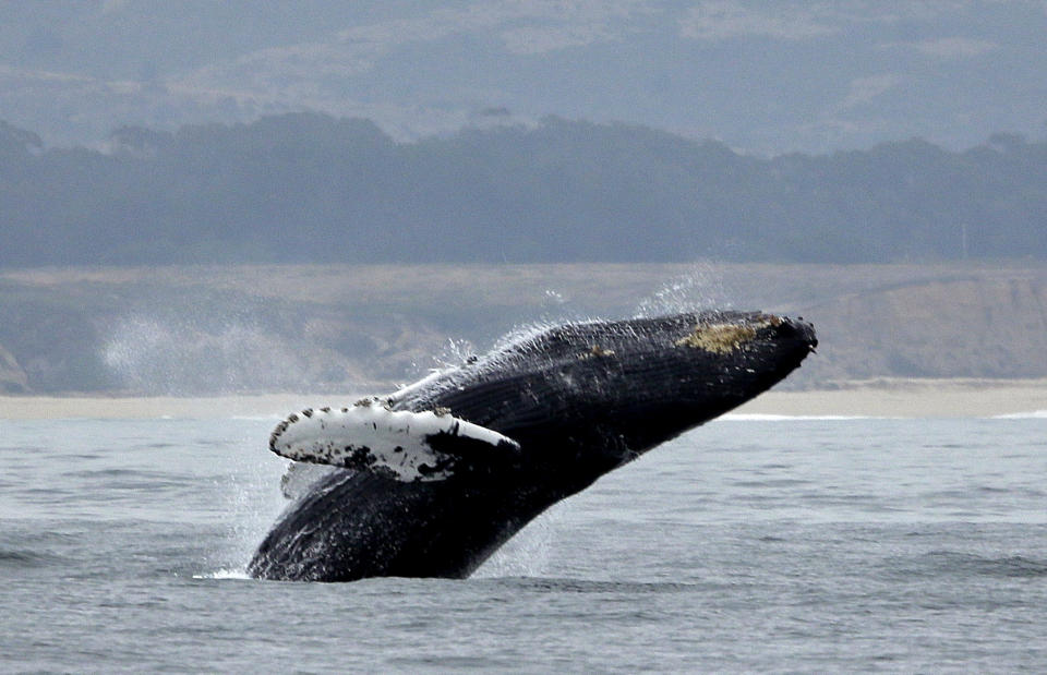 FILE - A humpback whale breeches off Half Moon Bay, Calif., on Aug. 7, 2017. A U.S. judge this week ruled that the National Marine Fisheries Service violated the law when it failed to develop a plan to prevent the harming of humpback whales by West Coast commercial fishermen catching sablefish. (AP Photo/Eric Risberg, File)
