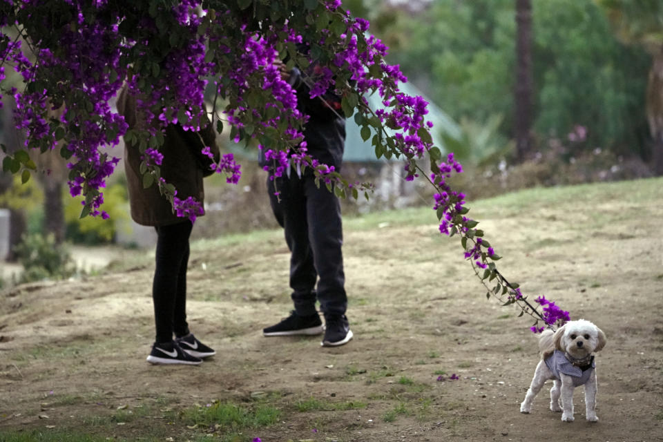 FILE - A couple walks their dog in Los Angeles, on Jan. 24, 2021. In the eyes of the law, pets are property when it comes to divorce. But new ways of working out custody of the dog, cat or parrot have sprung up in recent years. There are special mediators and a push for "petnups" to avoid courtroom disputes. (AP Photo/Damian Dovarganes, File)