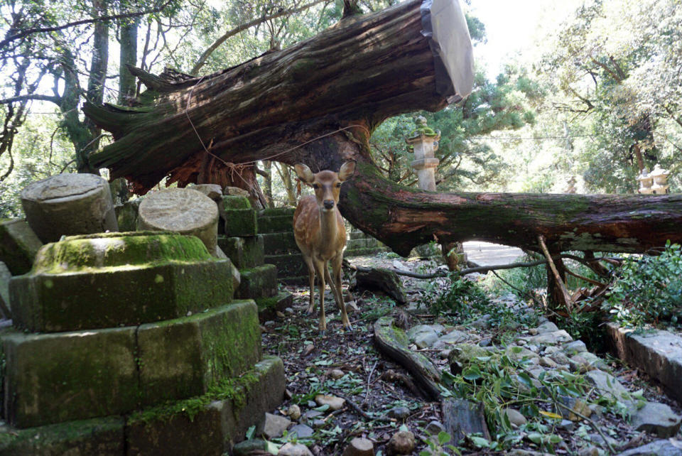 A deer stands near a fallen tree at Kasugataisha shrine in Nara, western Japan Wednesday, Sept. 5, 2018. One of Japan's busiest airports remained closed indefinitely after the strongest typhoon to hit Japan in at least 25 years flooded a runway and other facilities while damaging other infrastructure as it swept across part of Japan's main island. (naranofuku via AP)