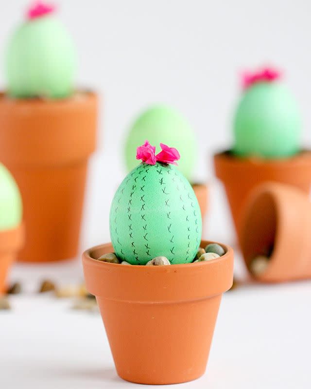 5) Cactus