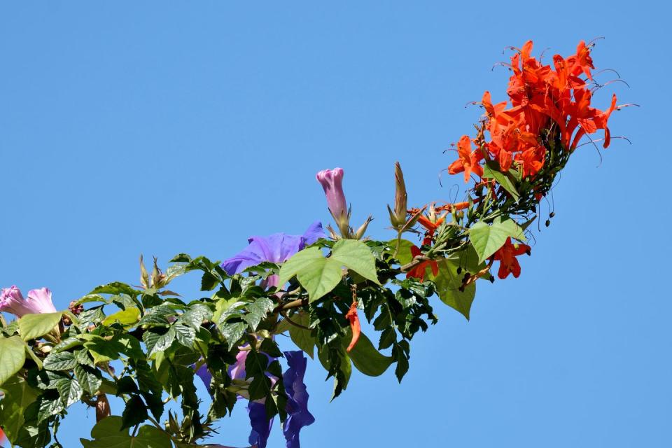 7) Cape Honeysuckle