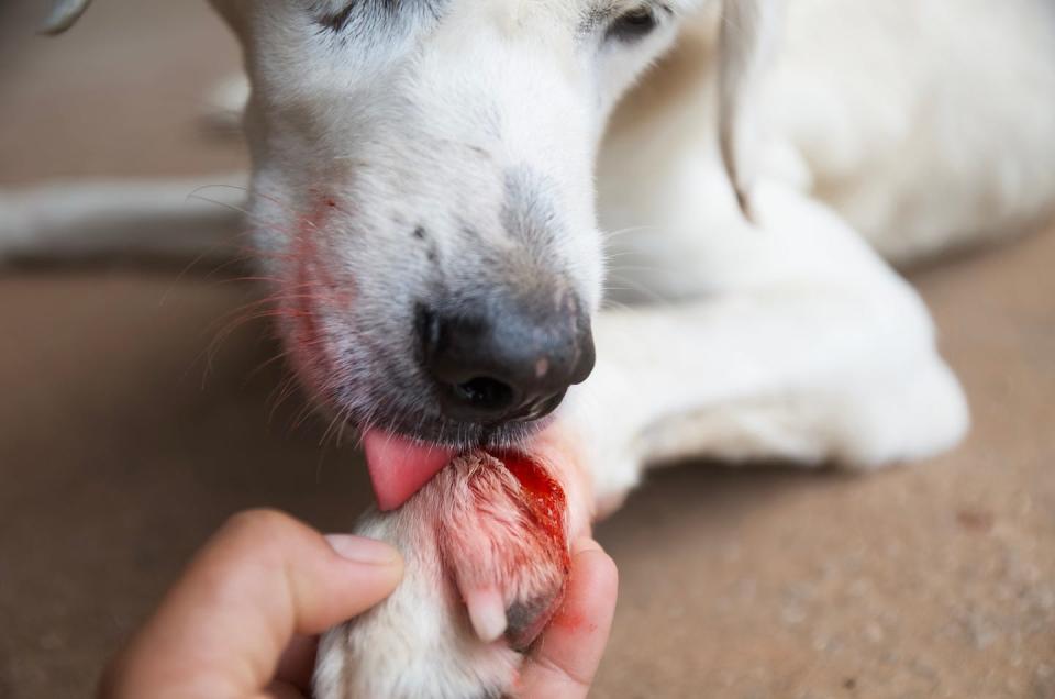 white dog with injured wound on paw licking paw with person's hand holding it