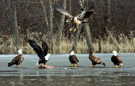 FILE PHOTO: A group of bald and golden eagles feed on a fish on the frozen surface of the Mississippi River near LaCrescent