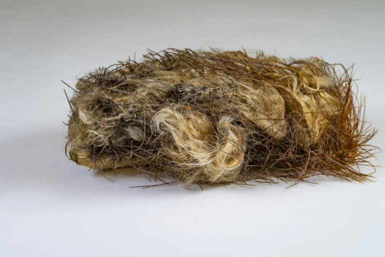 Esta imagen sin fecha divulgada por el Museo de Florida muestra el pelo espeso y las espinas que cubren partes del cactus arbóreo de Cayo Largo (Jeff GAGE)