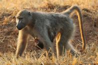 A baboon carries a baby as she walks through the Pafuri game reserve in Kruger National Park, South Africa.
