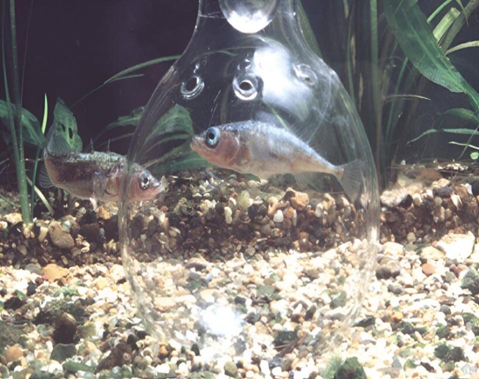 三刺魚雄性（左）正在檢查引入其領地範圍內的玻璃瓶中的入侵者（圖／Bell lab）