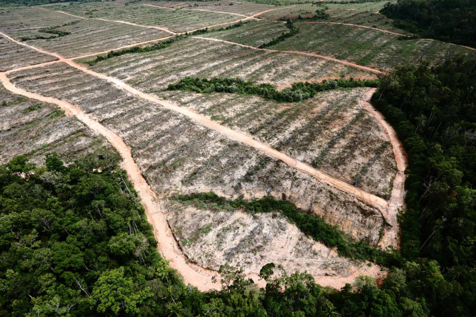 綠色和平深入林地實地調查，發現巴布亞森林內部已有部分地區遭到破壞，顯見印尼政府森林保護措施執行不力。© Greenpeace