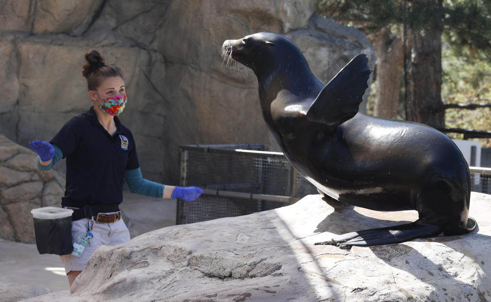 Keeper Carla Cutino works with Ady the sea lion at the Denver Zoo Tuesday, April 21, 2020, in Denver. The zoo has been closed to the public because of the new coronavirus since March 17. (AP Photo/David Zalubowski)