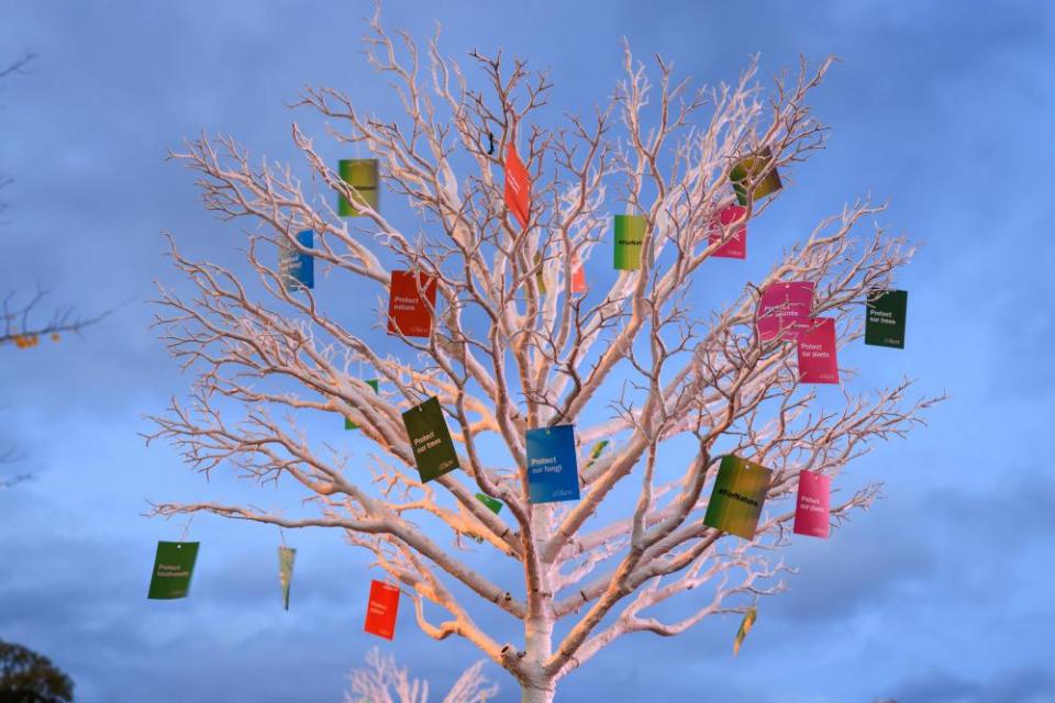 Wishing Tree at Kew, London. Visitors have been ‘making a wish for nature’ ahead of the Cop15 meeting in December