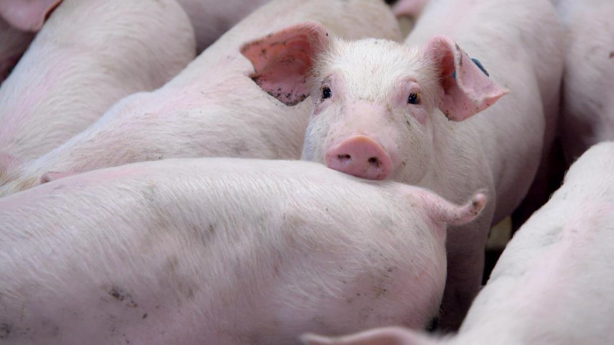 Livestock pigs are shown on a hog farm in Denmark in this archive image. (Patrick Andre Perron/CBC - image credit)