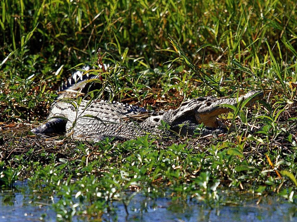 Fatal crocodile attacks in the Northern Territory peaked in 2014 when four people died. (Getty Images)