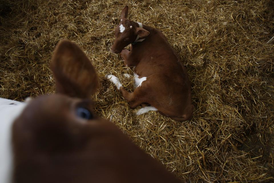 In this photo taken on Tuesday, April 15, 2014, Norwegian Red calves rest on a pile of hay inside a farm in the village of Kozarac, near Bosnian town of Perijedor, 250 kms northwest of Sarajevo. Bosnian farmer Jusuf Arifagic invested eight million euro into the luxury farm that started four months ago with the import of 115 Norwegian Red Cows - a type of tough and hornless animal bred in Norway over the past 75 years to produce more and better milk than the usual cow known in the Balkans. He plans to expand into the biggest facility keeping this type of animal in Europe with 5,000 cows. In a country where half of the population is living in poverty, his animals sleep on mattresses in a barn with a computerized air condition and lighting system. They are bathed regularly, get a massage whenever they feel like it and receive the occasional pedicure.(AP Photo/Amel Emric)