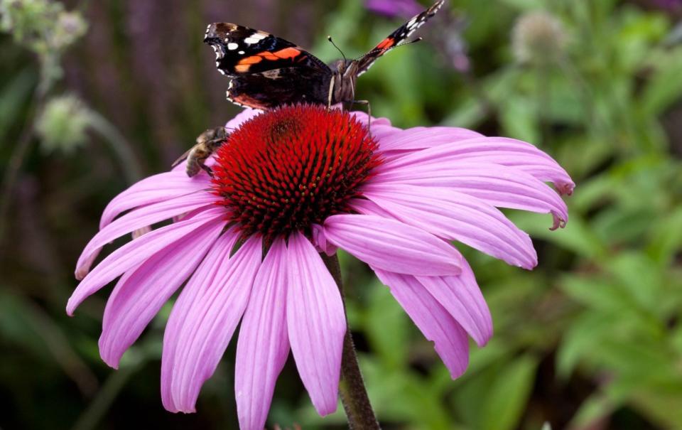 Echinacea purpurea ‘Magnus’ (Cone flower) - GAP Photos / Jan Smith