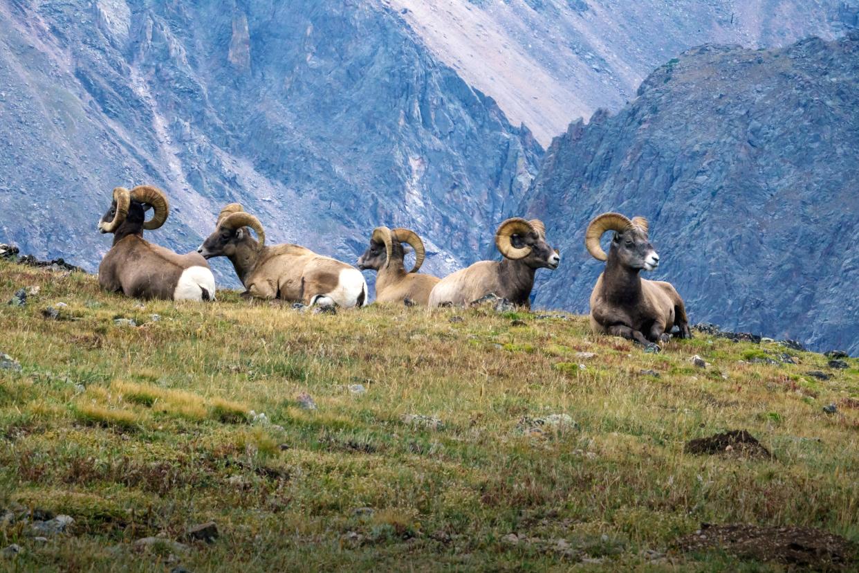 Bighorn rams rest near Trail Ridge Road.