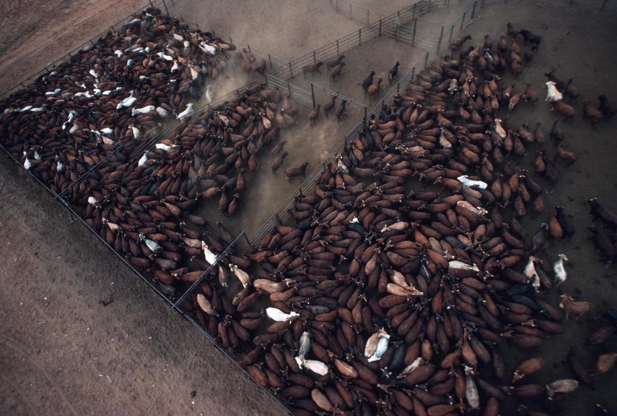 <span>Since 2020, the size of the national beef cattle herd has increased by roughly 2 million, returning to similar levels seen in 2005.</span><span>Photograph: Peter Charlesworth/LightRocket/Getty Images</span>