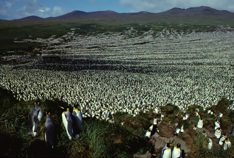 The last time scientists set foot on France's remote Ile aux Cochons -- roughly half way between the tip of Africa and Antarctica -- the island was blanketed by two million of the flightless birds, which stand about a metre (three feet) tall