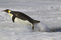 <b>Frozen Planet, BBC One, Wed, 9pm</b><br><b>Episode 4</b><br><br>Emperor penguins jumping out of sea as it returns to the Antarctic continent to breed - this enables Emperor penguins to get a head start with their breeding as soon as the sun returns in September.