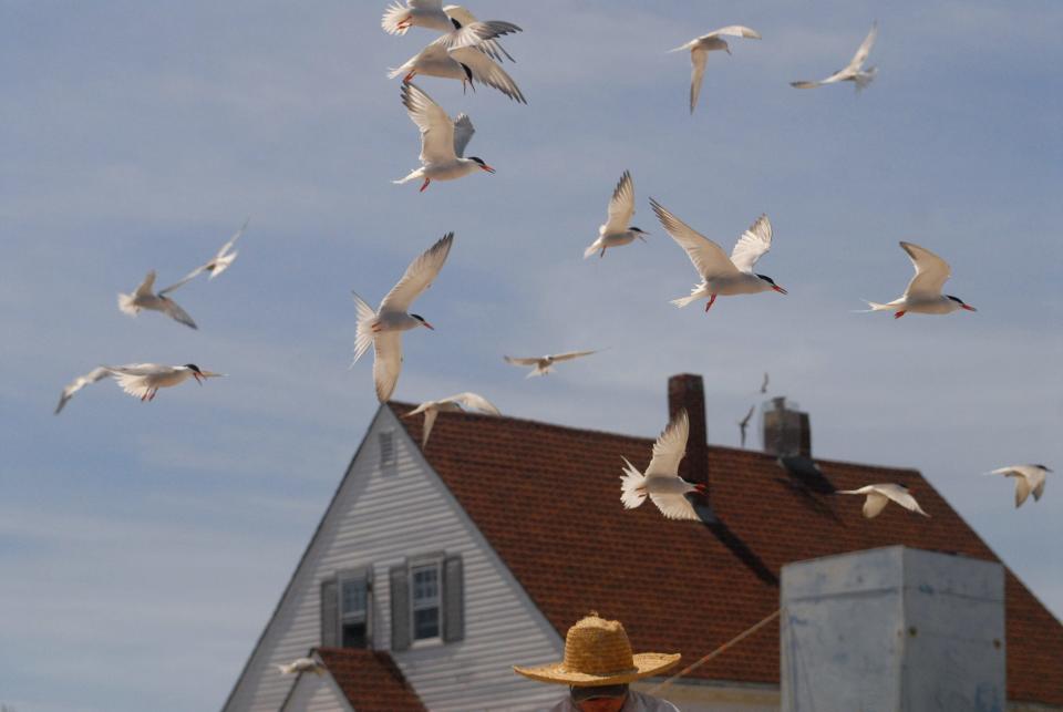 Off the coast of Maine and New Hampshire, terns have established a breeding colony at the Isles of Shoals where they return every summer. Pictured, they swarm researcher Liz Craig, who manages the tern program at the Shoals Marine Laboratory.