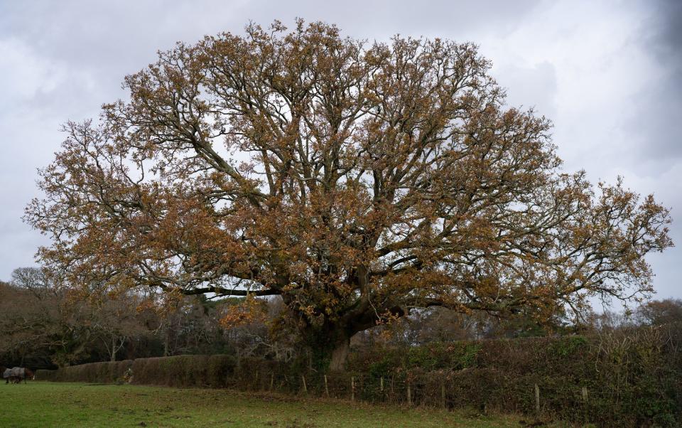 Vince Cable: 'Trees are such a painless way to improve the environment'