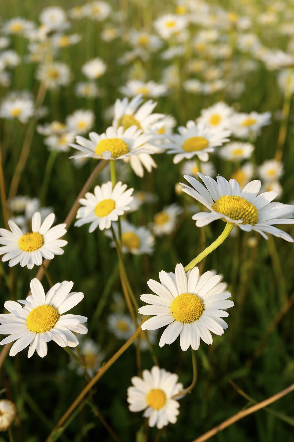 flower meanings daisies 