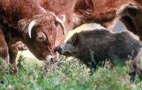 Ungewöhnliche Tierfreundschaften gibt es immer wieder, so auch im Städtchen Mörel in Schleswig-Holstein. Hier hat sich das Wildschwein namens Banana bereits im September aus unerfindlichen Gründen einer Rinderherde angeschlossen. Gut zwei Monate später darf sich Banana auf der Weide und in der Herde aber voll integriert und auch akzeptiert fühlen.