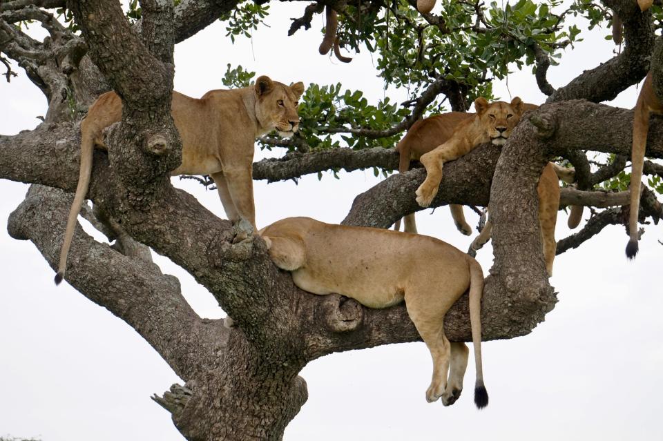 Löwen klettern aufgrund ihres Gewichts nur selten auf Bäume. Dieses Rudel scheint sich jedoch pudelwohl in luftiger Höhe zu fühlen (Bild: Paul Kirui/Caters News)