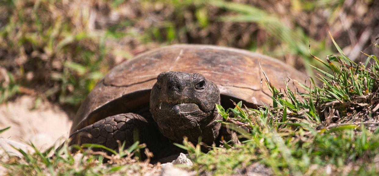 A gopher tortoise soaks up the sun on a parcel of land on Marco Island on Tuesday, July 25, 2023.  The City of Marco Island wanted Collier County to purchase the land through its Conservation Collier acquisition program but the County Commission let the proposal die without a vote.