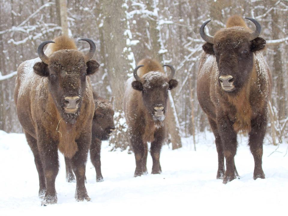 chernobyl wildlife